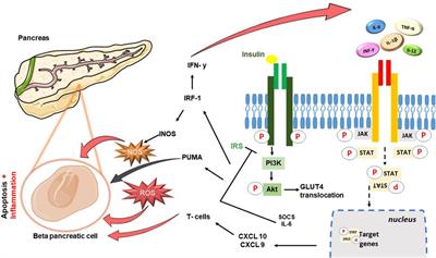 Recent advances in JAK inhibitors for the treatment of metabolic syndrome